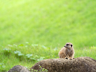 ミーアキャット