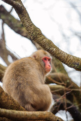 Japanese monkey(Japanese macaque) on the tree in Iwatayama monkey park, Kyoto, Japan.