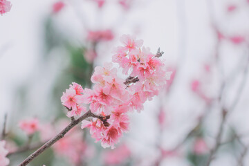 桜の花
