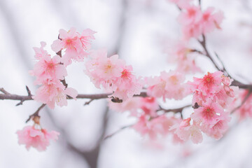 桜の花