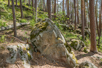 summer, day, walk, nature, sky, clouds, space, height, distance, forest, trees, pines, green, crowns, foliage, grass, elevation, slopes, earth, shapeless, stone, boulders, blocks, moss, light, shadow