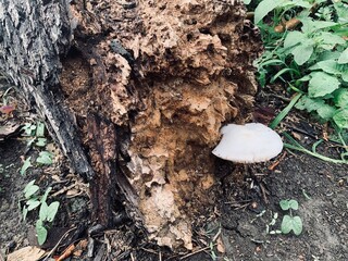 mushroom on a tree