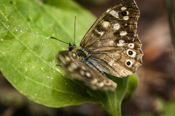 The speckled wood butterfly
