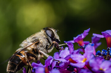The pellucid hoverfly