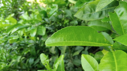 beautiful fresh green leaves background for web design or printing cover