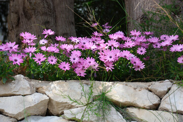 pretty purple flowers on a white stone