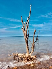 dead tree on the beach