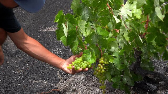 Una mano sostiene un racimo de uvas verdes en La Geria. Lanzarote. Islas Canarias