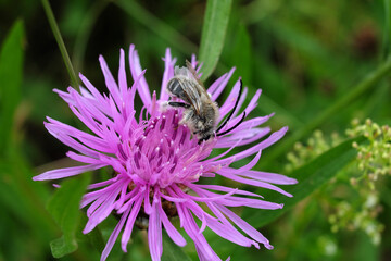 Sand bee on purple blossom and green background - Stockphoto