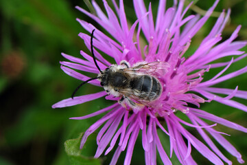 Sand bee on purple blossom and green background - Stockphoto