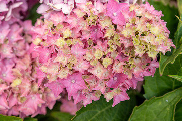 Beautiful bush of hortensia flowers. Closeup Hydrangea flower (Hydrangea macrophylla) blooming in spring and summer in a garden