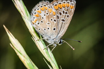 Butterfly on the meadow
