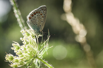 Butterfly on the meadow