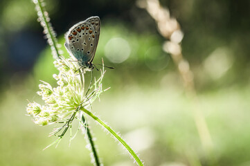 Butterfly on the meadow