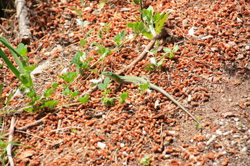 green lizard tries to hide