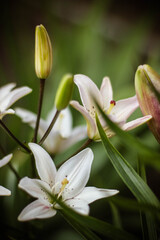 white lilies blooming in the garden in summer