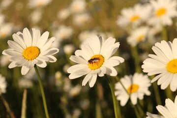 Bee on Flower 