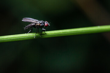 A fly in profile