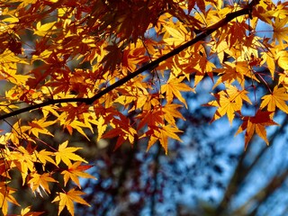 紅葉