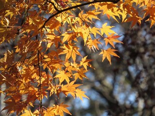 紅葉