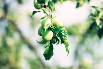 branch of a tree with leaves