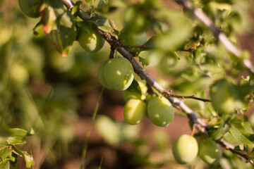 green apples on tree