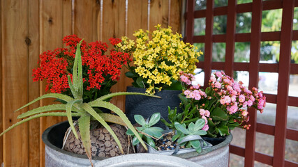 Red, yellow and pink flowering succulents displayed in pots in an old copper boiler.