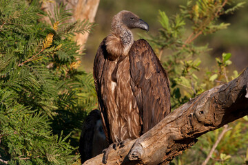 White-backed vulture in tree