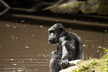 Naklejka premium Chimpanzé
