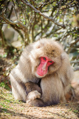 A Japanese macaque sitting crouched in Iwatayama monkey park, Kyoto, Japan.