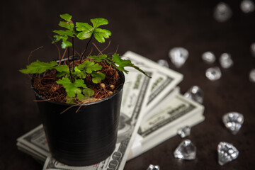 Growing money tree with Diamond Plant Pots . Hand watering money tree Symbol of made money Investment . Business growth and successful ,saving ,finance concept .
