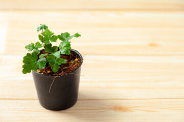 Growing tree with Plant Pots on the table . Hand watering Plant Pots to take care of plants . Home gardening