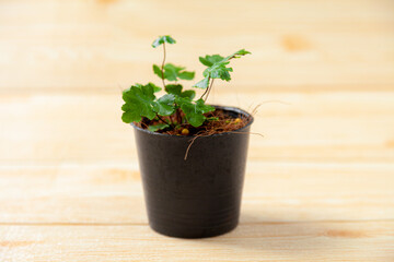 Growing tree with Plant Pots on the table . Hand watering Plant Pots to take care of plants . Home gardening