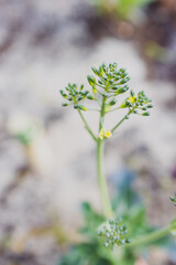 close-up of broccolini plant outdoor in veggie patch