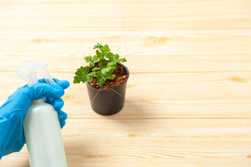 Growing tree with Plant Pots on the table . Hand watering Plant Pots to take care of plants . Home gardening