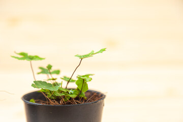 Growing tree with Plant Pots on the table . Hand watering Plant Pots to take care of plants . Home gardening
