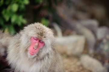 Naklejka premium Japanese macaque close eyes and seem to be dreaming. Iwatayama monkey park, Kyoto, Japan.