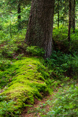 Fototapeta na wymiar Baum mit Moos im Naturschutzgebiet Tannermoor im Mühlviertel Oberösterreich