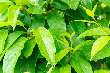 green leaves after rain. Water drop on a leaf after rain. Natural background of leaves of lilies of the valley, the pattern of green leaves with water drops after rain in spring