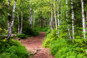 Fototapeta premium Moorwanderweg im Birkenwald Naturschutzgebiet Tannermoor im Mühlviertel Oberösterreich