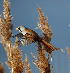 Bearded tit (bearded reedling) feeding in the reeds