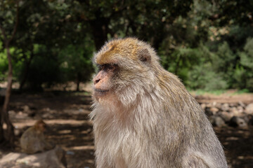 El macaco de Berbería, Macaca sylvanus, mono de Gibraltar y mona rabona. Viaje a Marruecos