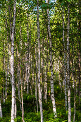 Birkenwald im Naturschutzgebiet Tannermoor im Mühlviertel Oberösterreich