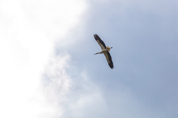 Klapperstorch, Storch, Weißstorch