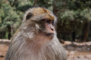 El macaco de Berbería, Macaca sylvanus, mono de Gibraltar y mona rabona. Viaje a Marruecos