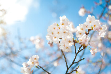 White cherry blossoms and cherry branches