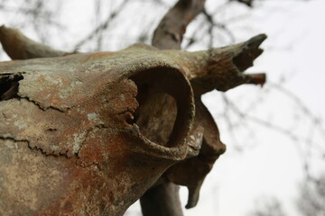 Old cow scul 