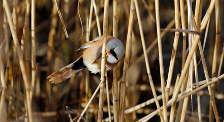 Bearded tit (bearded reedling) feeding in the reeds