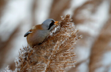 Bearded tit (bearded reedling) feeding in the reeds