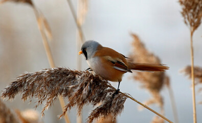 Bearded tit (bearded reedling) feeding in the reeds